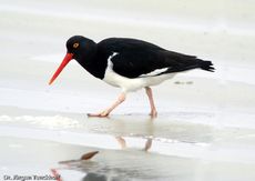 Weißer Austernfischer (3 von 8).jpg